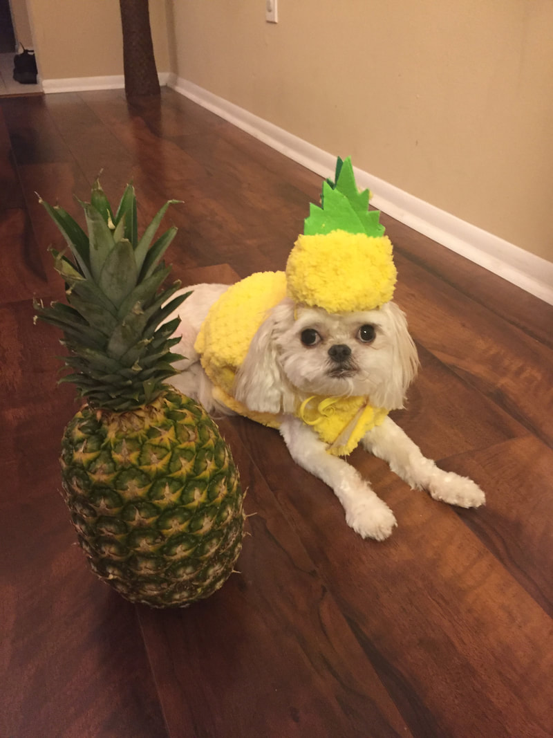 Maddox dressed up as a pineapple