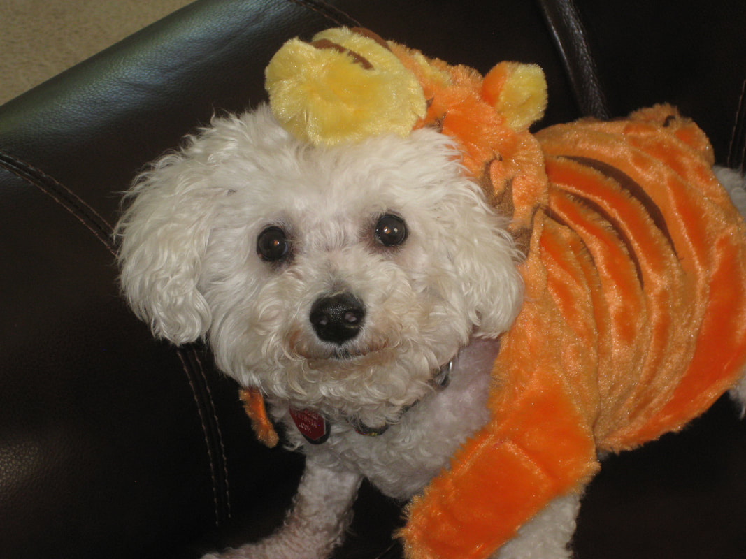 Snowball is dressed up like Tigger