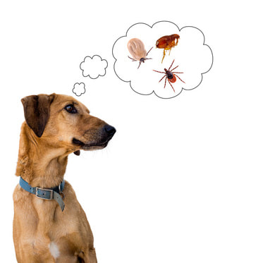 A dog thinking about fleas and ticks.