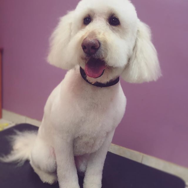Goldendoodle looks pretty after being groomed.