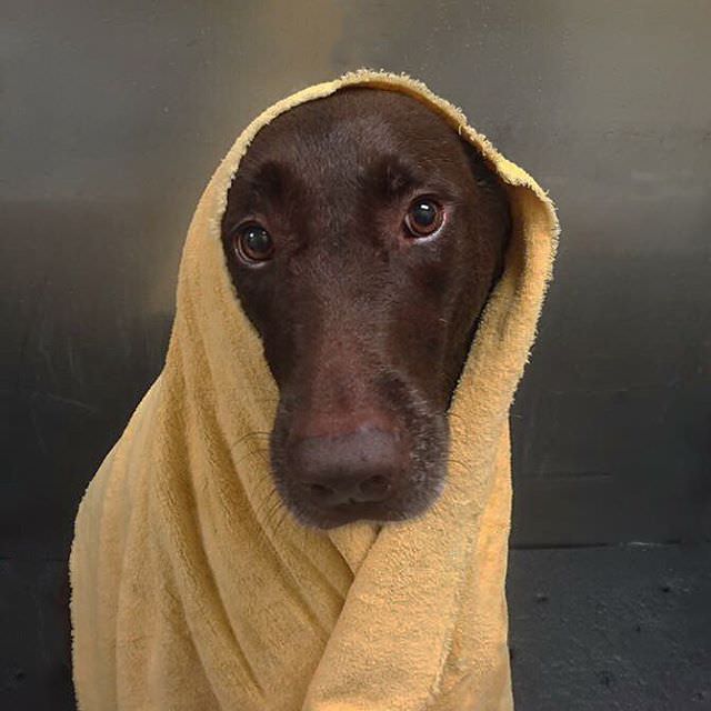 Chocolate Labrador Retriever finished with a bath