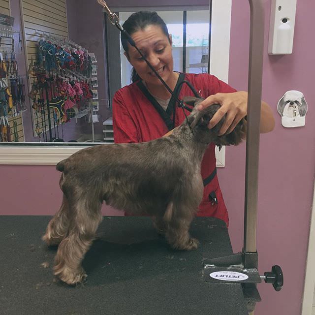 Miniature Schnauzer getting groomed by Amy the dog groomer