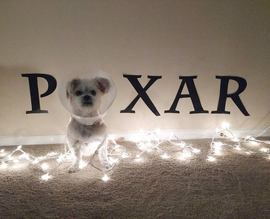 Olive dressed up as the Pixar lamp