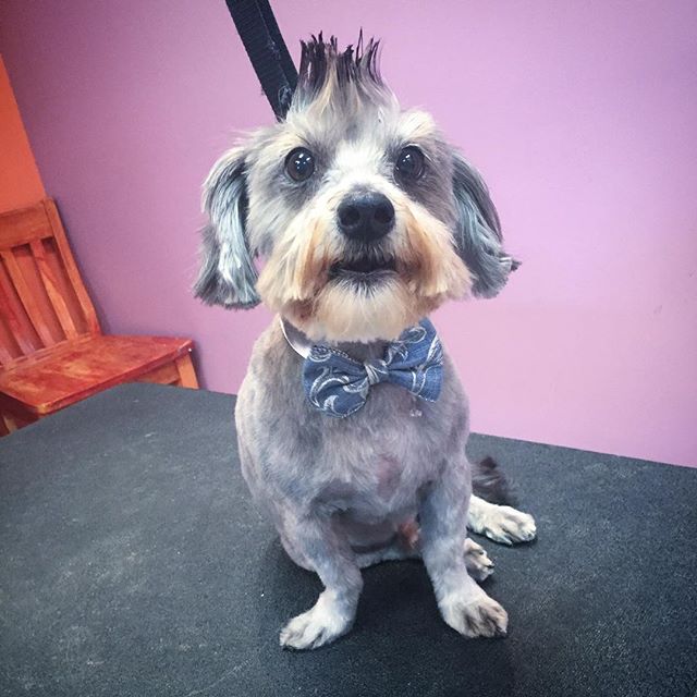 Terrier with a mohawk haircut and a bowtie