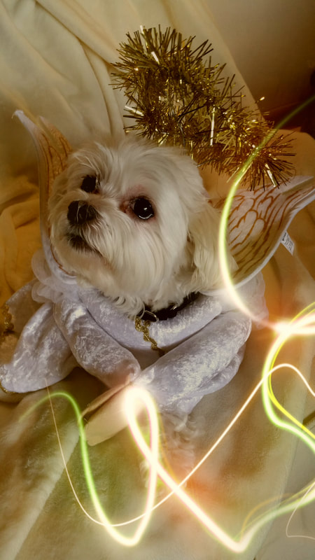 Muffin is dressed up as an angel!