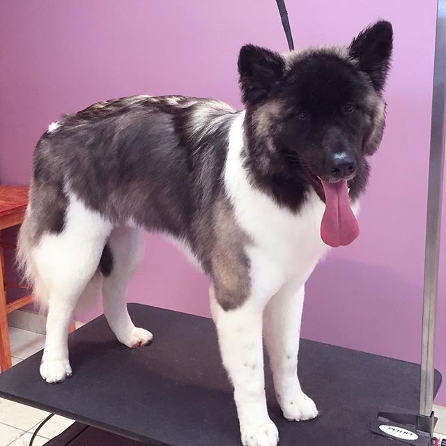Akita looks handsome after grooming