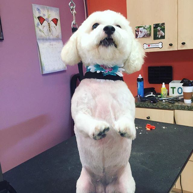 Bichon Frise excited to finish dog grooming