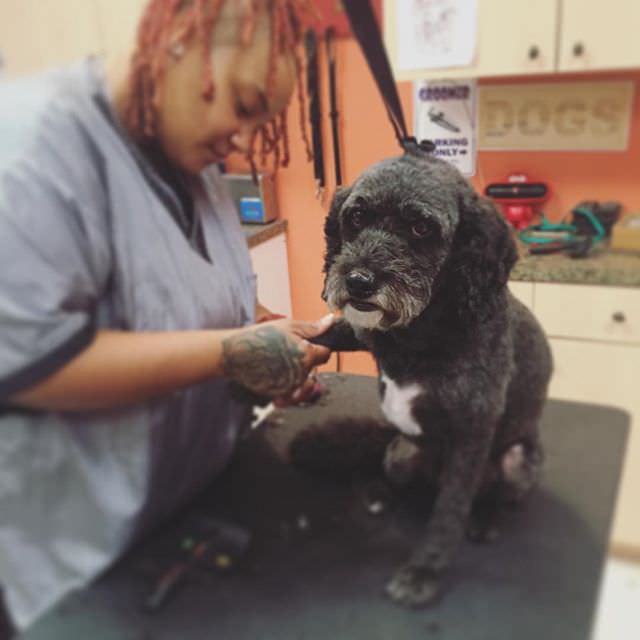 Cockapoo getting hair trimmed down by Tyler the dog groomer
