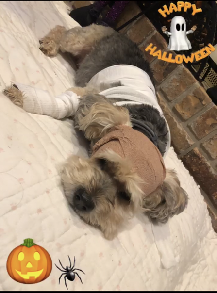 Babii dressed up as an injured dog