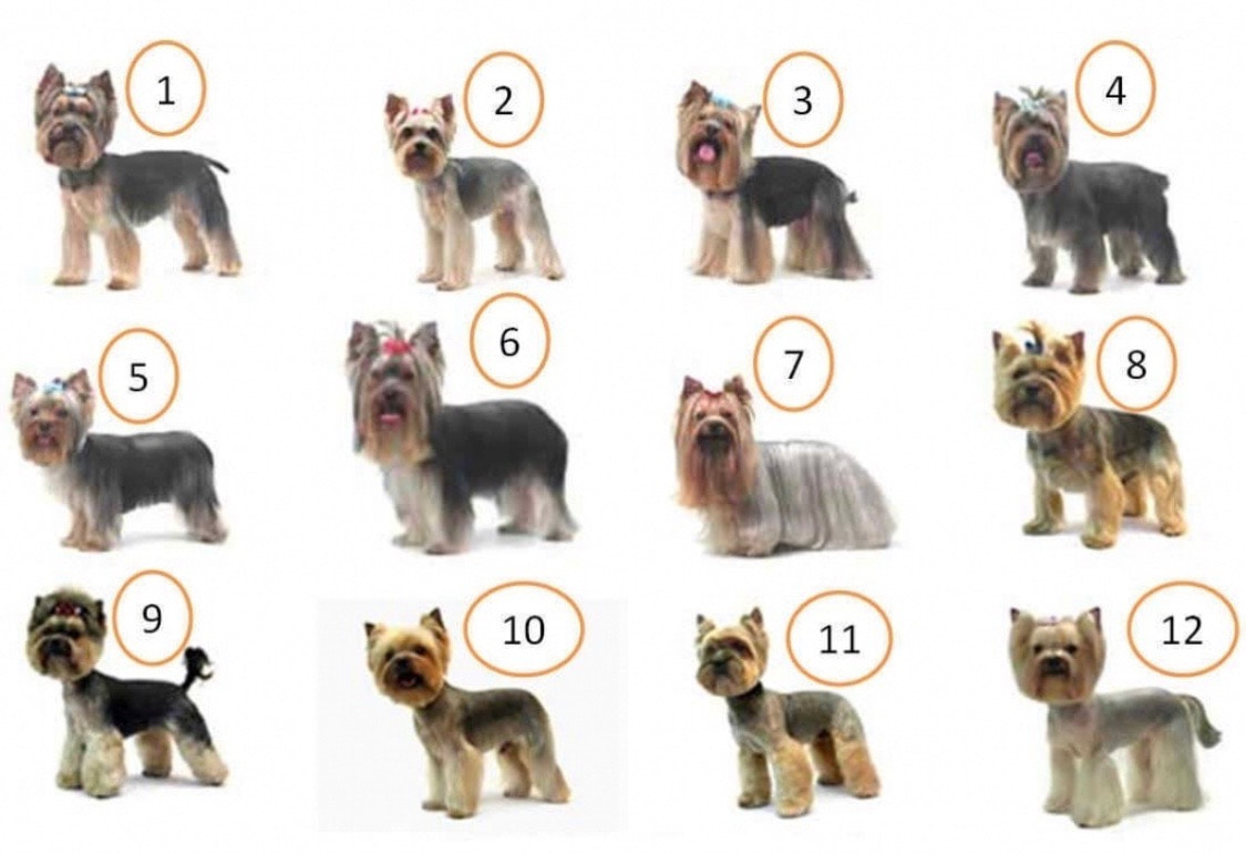popular yorkie haircuts and styles