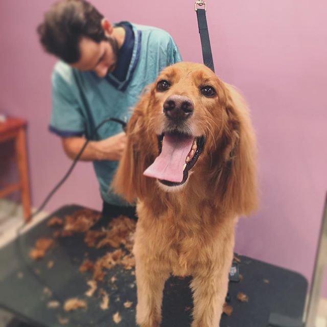 Irish Setter getting groomed by Jaimie