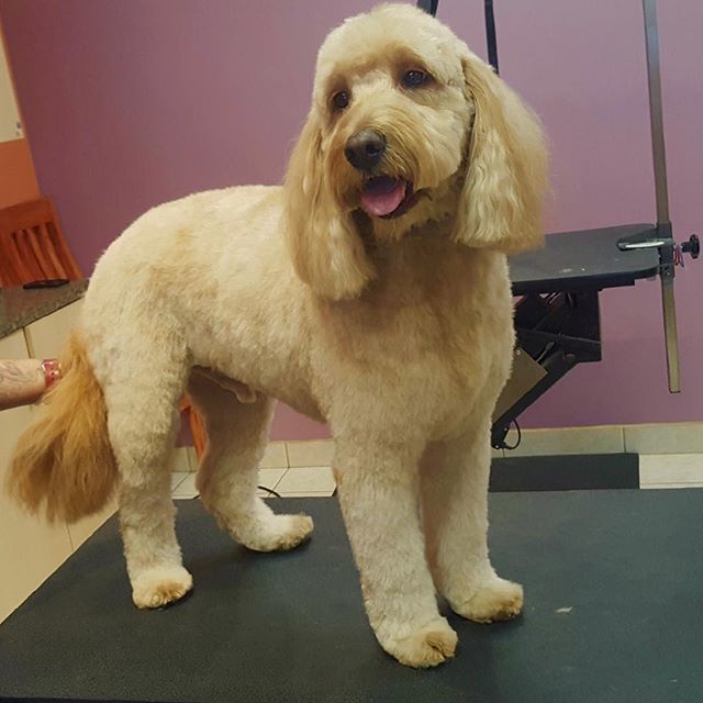 Labradoodle with a nice haircut
