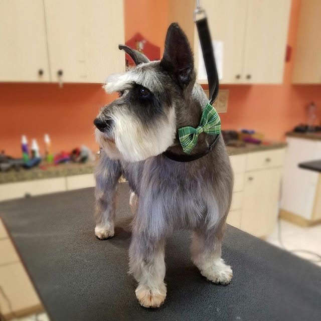 Miniature Schnauzer with a bowtie and nice haircut