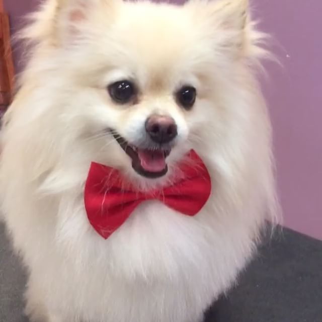 Pomeranian with a red bowtie groomed by Tyler the groomer