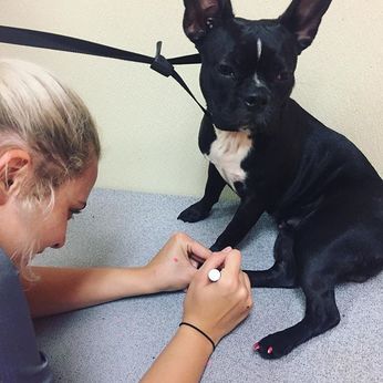 boston terrier getting nails painted