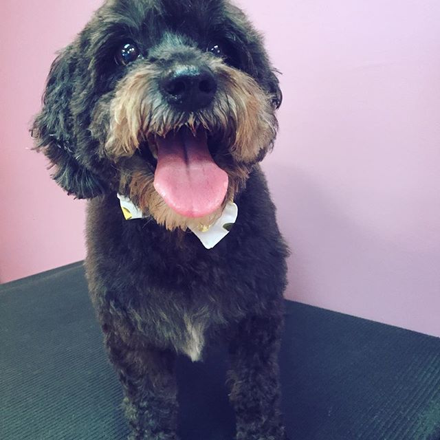 Schnoodle looks handsome after dog grooming with a bow tie.