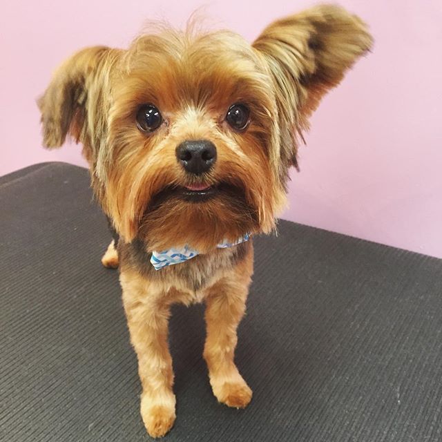 Yorkie looks quite dapper with his bowtie after grooming.